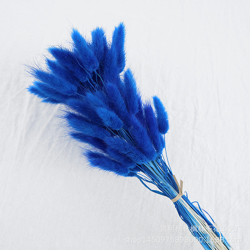 Dried (BunnyTail) Flower