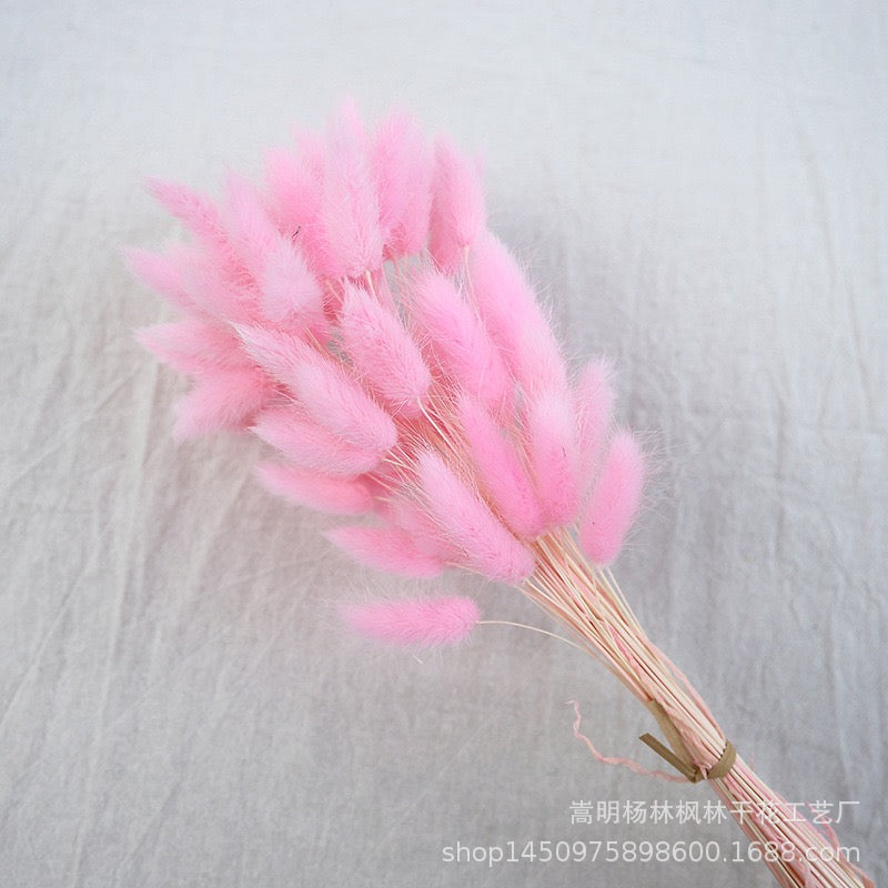 Dried (BunnyTail) Flower