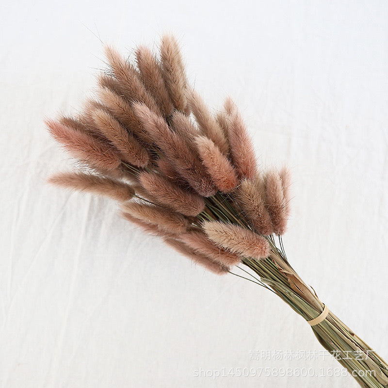Dried (BunnyTail) Flower