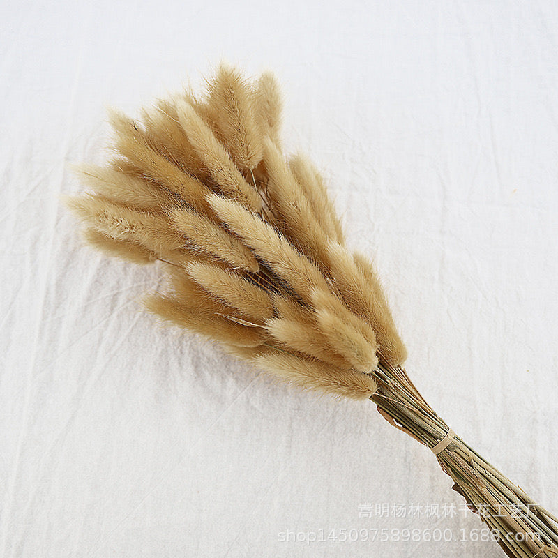 Dried (BunnyTail) Flower