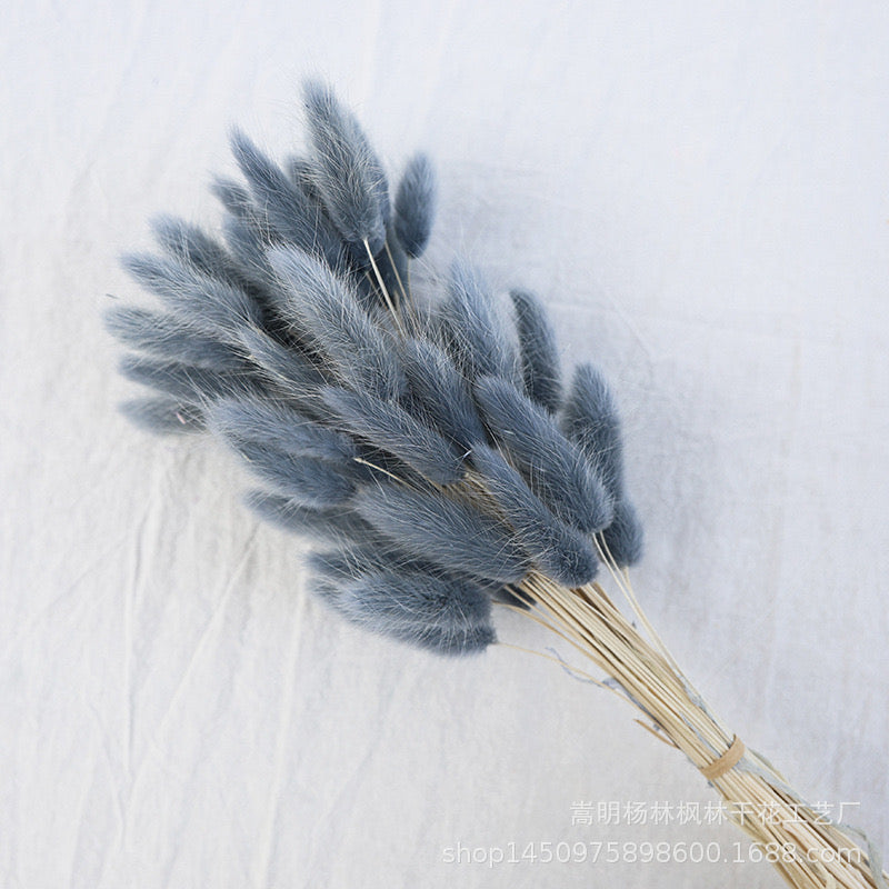 Dried (BunnyTail) Flower