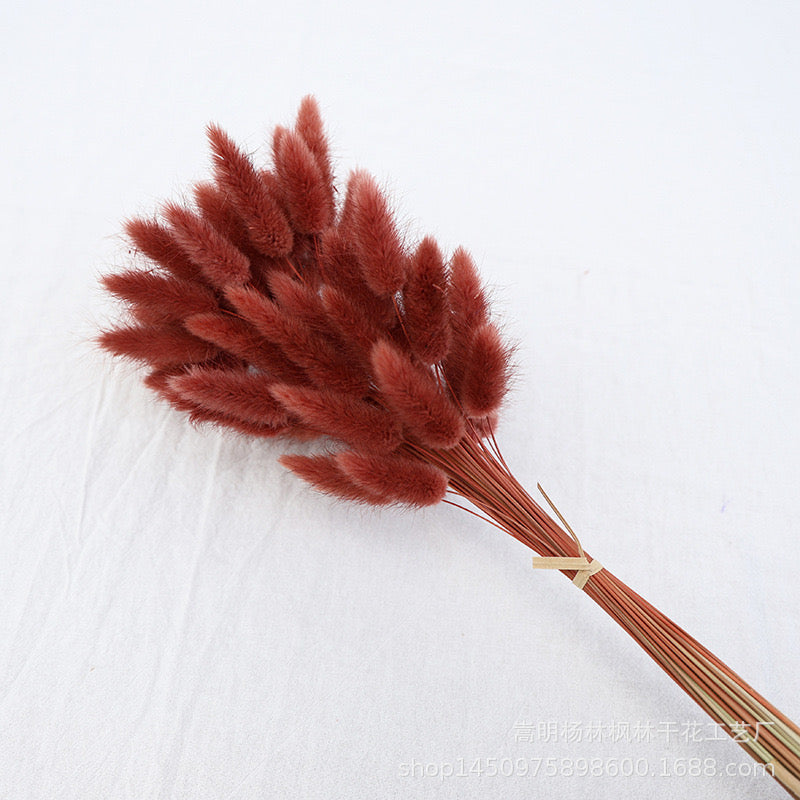 Dried (BunnyTail) Flower