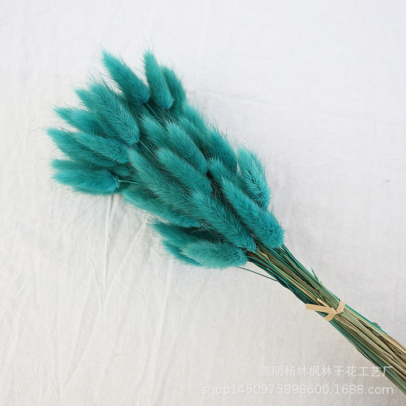 Dried (BunnyTail) Flower