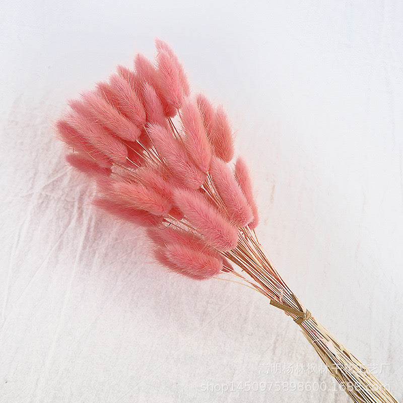 Dried (BunnyTail) Flower