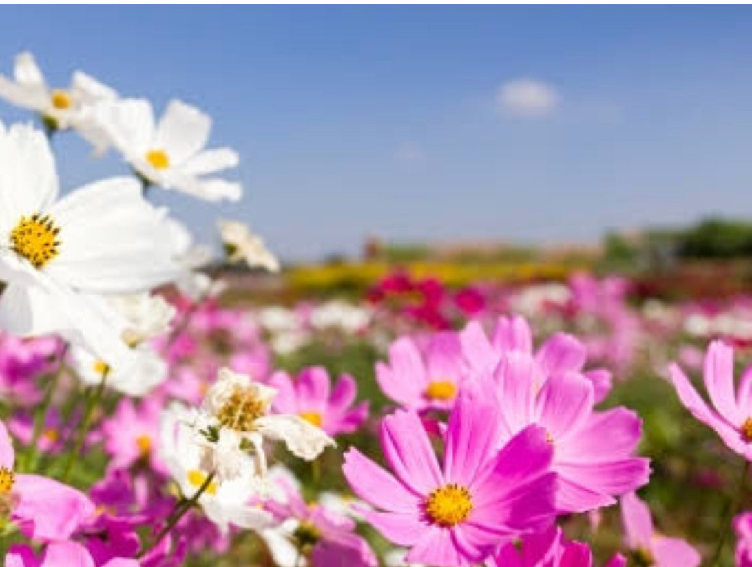 Fragrance Oil