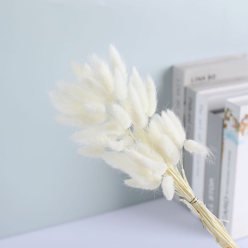 Dried (BunnyTail) Flower