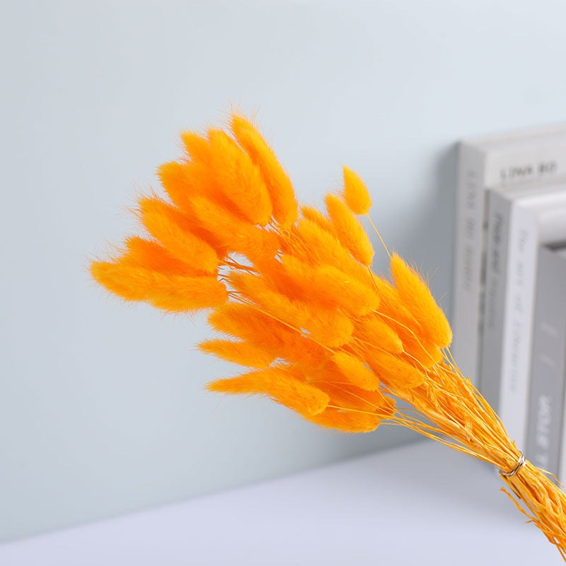 Dried (BunnyTail) Flower