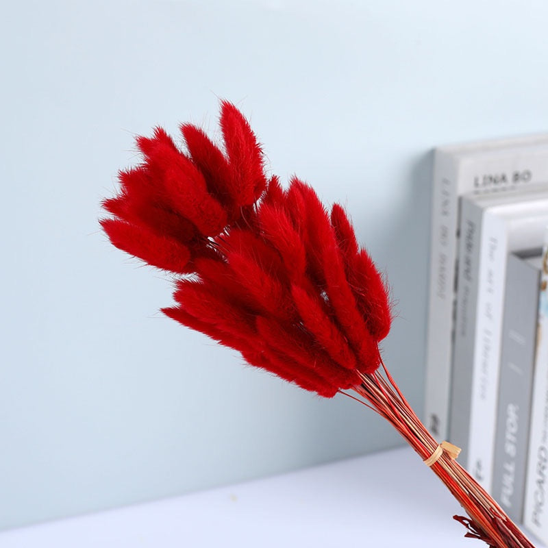 Dried (BunnyTail) Flower