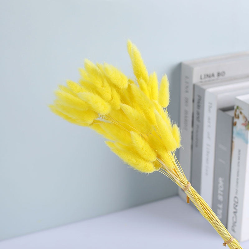 Dried (BunnyTail) Flower