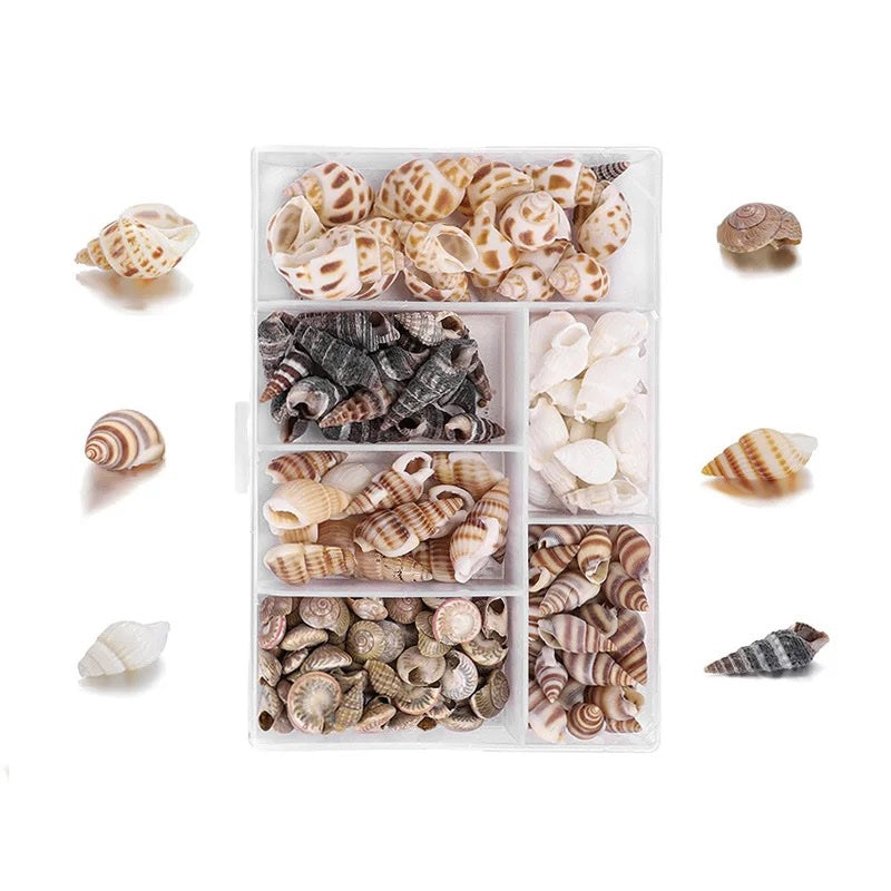 Mixed Sea Shells