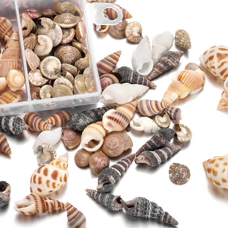 Mixed Sea Shells