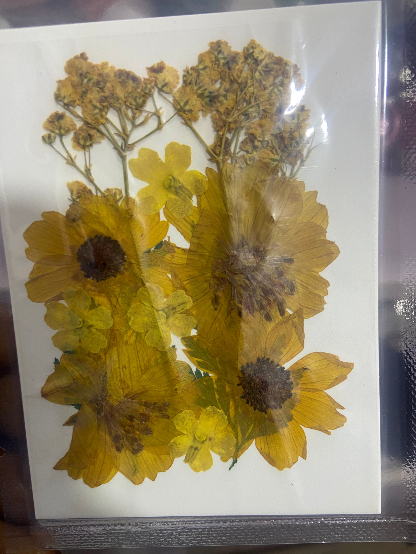 Pressed Flowers (1 Pack)