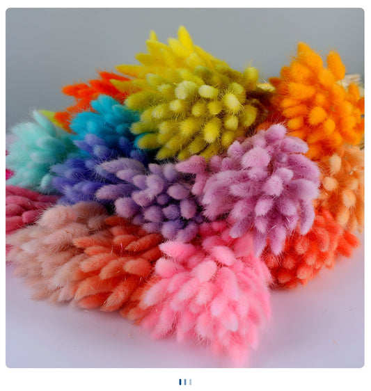Dried (BunnyTail) Flower