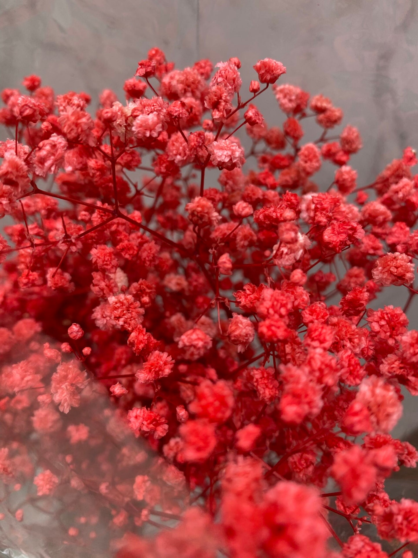 Dried (Baby’s Breath) Flower